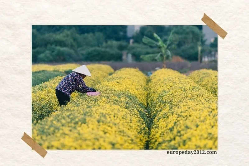 Cánh đồng hoa Cúc Chi