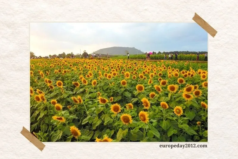 Cánh đồng hoa hướng dương