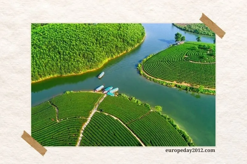 Đồi chè Thanh Chương