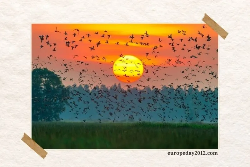 Khu Vườn chim Cà Mau