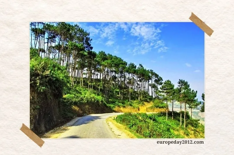 Rừng thông Noong Cốp