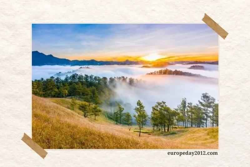 Rừng thông Yên Minh