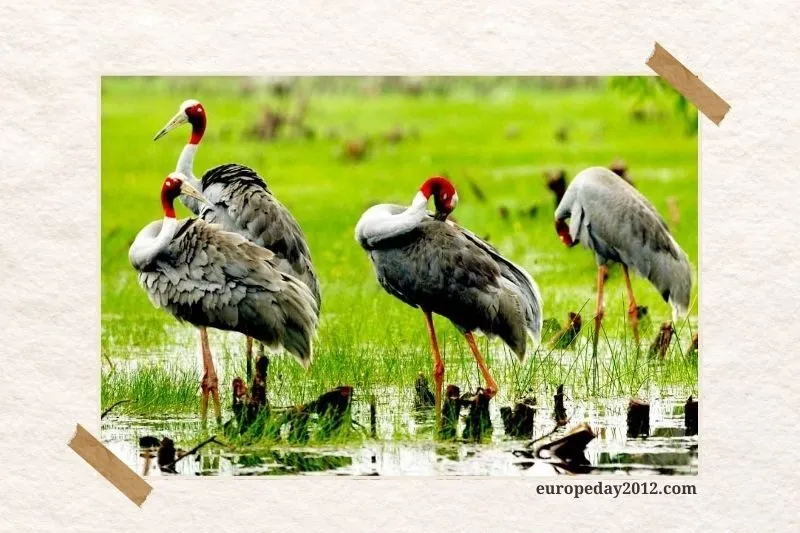 Rừng tràm chim Vị Thủy