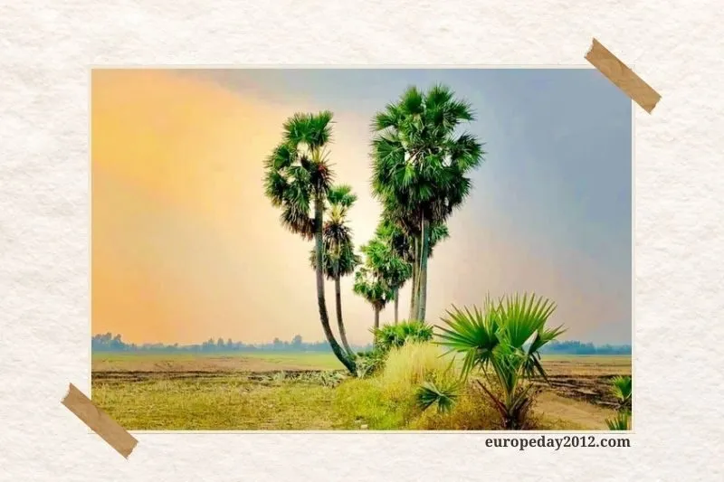 Thốt Nốt Trái Tim