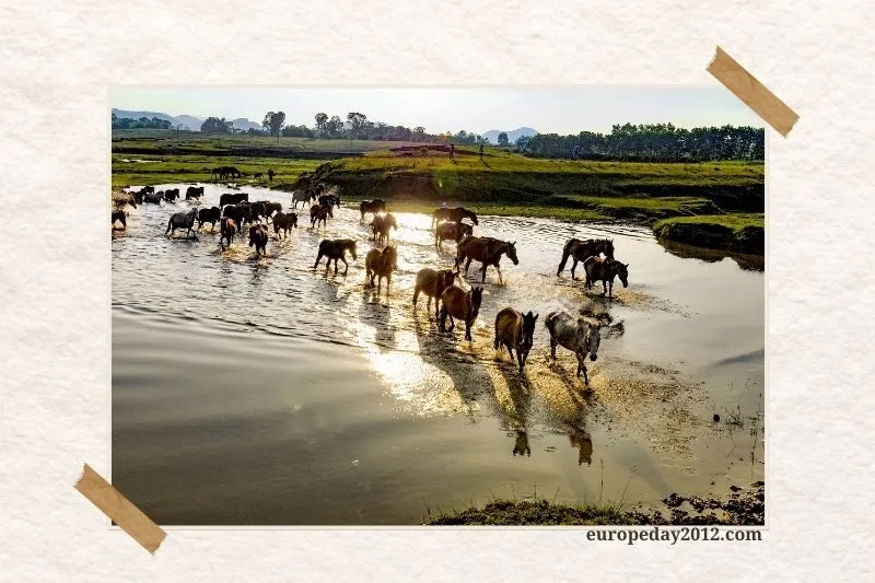 Trại ngựa Bá Vân