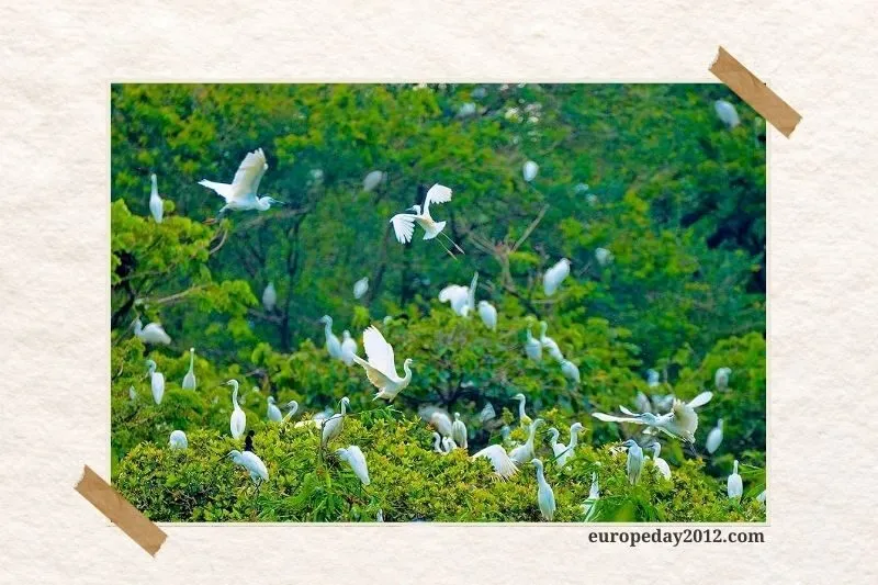 Vườn cò Bằng Lăng