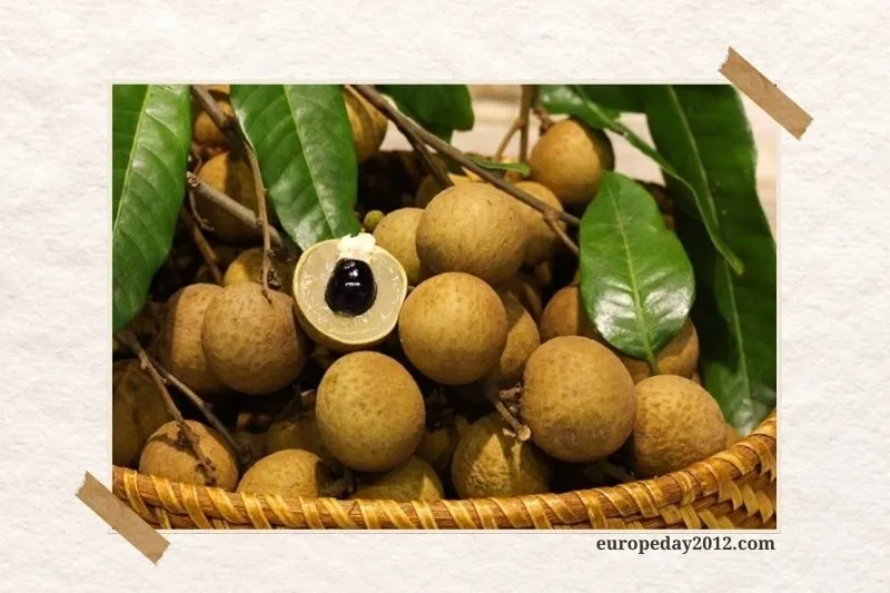Vườn Nhãn Cổ Bạc Liêu