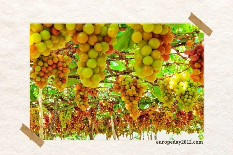 Vườn nho Ninh Thuận