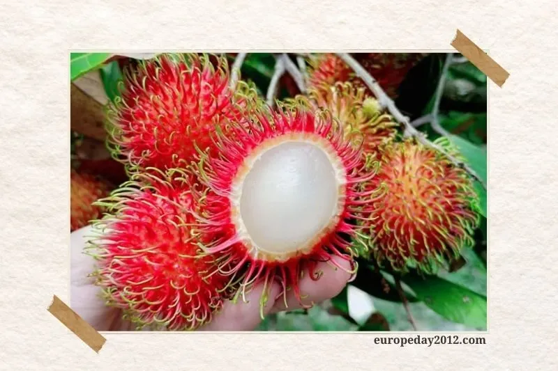 Vườn trái cây 6 Tấn