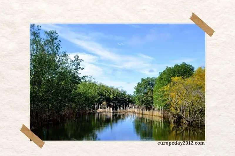 Những Hoạt Động Thú Vị tại Rừng Rú Chá Huế