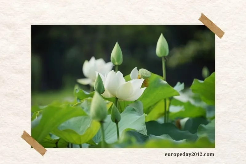 Trải Nghiệm Thú Vị Khi Tham Quan Hồ Tịnh Tâm